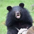 Circus trauma left moon bear cub Sugar too scared to eat, but in sanctuary life grows sweeter every day
