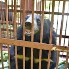 Four more bears rescued by Animals Asia in Vietnam bringing total to 209