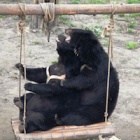 For rescued bears, a swing is a slice of heaven