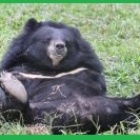 Success! South Korea announces it will end bear bile farming
