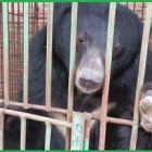 No Bear Left Behind: How ending bear bile farming is key to conserving the Asiatic black bear species in Vietnam