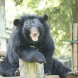 Early summer awakening at the China Bear Rescue Centre