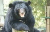 Early summer awakening at the China Bear Rescue Centre