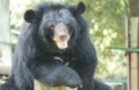 Early summer awakening at the China Bear Rescue Centre!