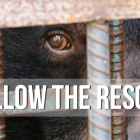 TIMELINE: #5Alive bear rescue – Happening Now!