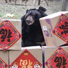 Happy Lunar New Year! It’s the year of the rat at the Chengdu Rescue Centre and the bears in Vietnam are celebrating Tết!