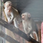Hopes rise for wild release as two macaques are rescued from captivity