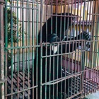Their lives have been no fairytale but now it's time for the #ThreeBearsRescue