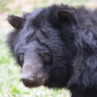 Raymond, a bear who lived in peace 15.09.11 - 15.01.20