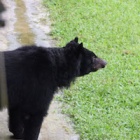 You did it! Watch six rescued bears take their first steps outside