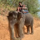 This picture has convinced thousands in Vietnam that elephant riding and circuses must end