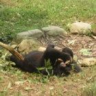 PICTURES: There ain’t no party like a moon bear tree party