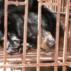 Why bear bile farming persists in Vietnam