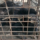 Recently rescued bears Valerie and Tuan make a fine pair!