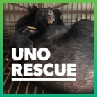 One bear closer to ending bear bile farming in Vietnam