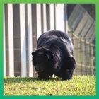 Moon bear Uno soaks up the sun for the first time in 18 years