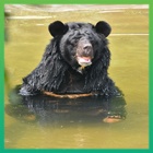 Uno’s first year at sanctuary after 18 years on a bile farm