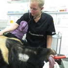 Veterinary Nursing: Tender loving care and a calm head under pressure, the life of a front-line animal hero
