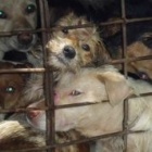 Dog thief sentenced to death as dog meat crimes spiral