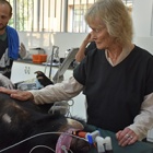Virginia McKenna implores Vietnam PM to save Halong bears