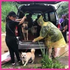 Dog and cat shelters destroyed by floods in China
