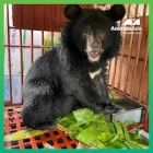 Bear cub ‘Wonder’ is rescued from illegal traffickers and arrives safely at Animals Asia’s Vietnam sanctuary