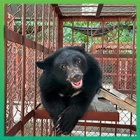 Rescued bear cub Wonder update