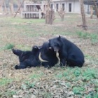 #Moonbearmonday: big bear wrestle!