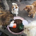 Dog and Cat food gets into Wuhan