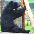 He’s gone but this rescued bear will still be seen by thousands every day