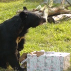 Moon bears open their Christmas presents