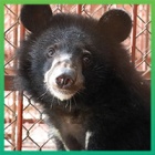 Trafficked moon bear cub safe at Animals Asia’s sanctuary