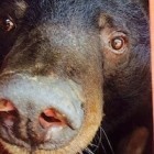 #MoonBearMonday: Getting to know Coco, Yogi and Bern