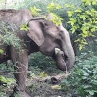 National park stops elephant rides with new tourism model designed to end elephant exploitation in Vietnam
