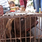 China’s Yulin dog meat festival - what we know