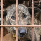 Stopping Yulin: 2,000 dogs are counting on YOU
