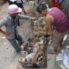 Yulin Update 22.06.15