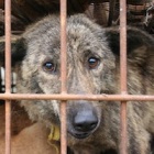 If you campaign against the dog meat trade – should you also campaign against chicken, pork and beef industries?