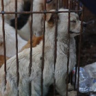 As Yulin festival approaches, crowdsourced reporting of dog and cat meat illegality has saved dog lives across China