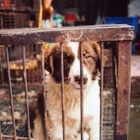 SPECIAL REPORT: Almost 9 million Chinese back bill to end cat and dog meat eating