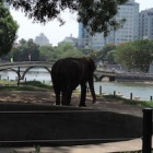 Hanoi Zoo elephants are finally unchained