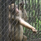 How plastic is killing Chinese zoo animals