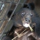 Moon bear cubs rescued from smugglers