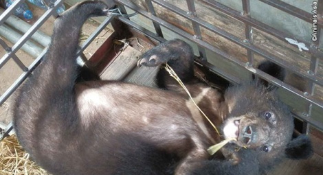 Ready to go, with comfortable straw, hessian sacks and food enrichment.