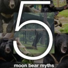 Five moon bear myths