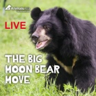 The Big Moon Bear Move LIVE: