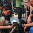 Bile bear turned pet handed over to Animals Asia in Vietnam