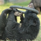 #Moonbearmonday: Bradley never tyres of a little play