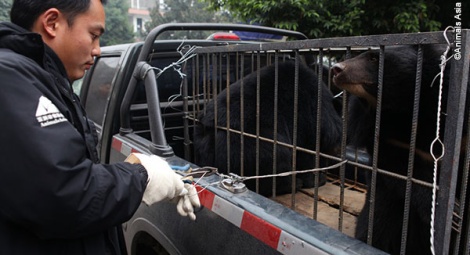 The bear team get started on removing the secured cage from the truck.