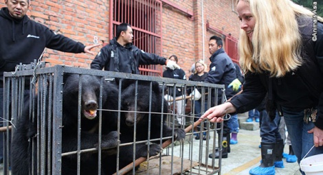 Bear and Vet Team Director Nic, feeds the anxious bears fruit treats ...